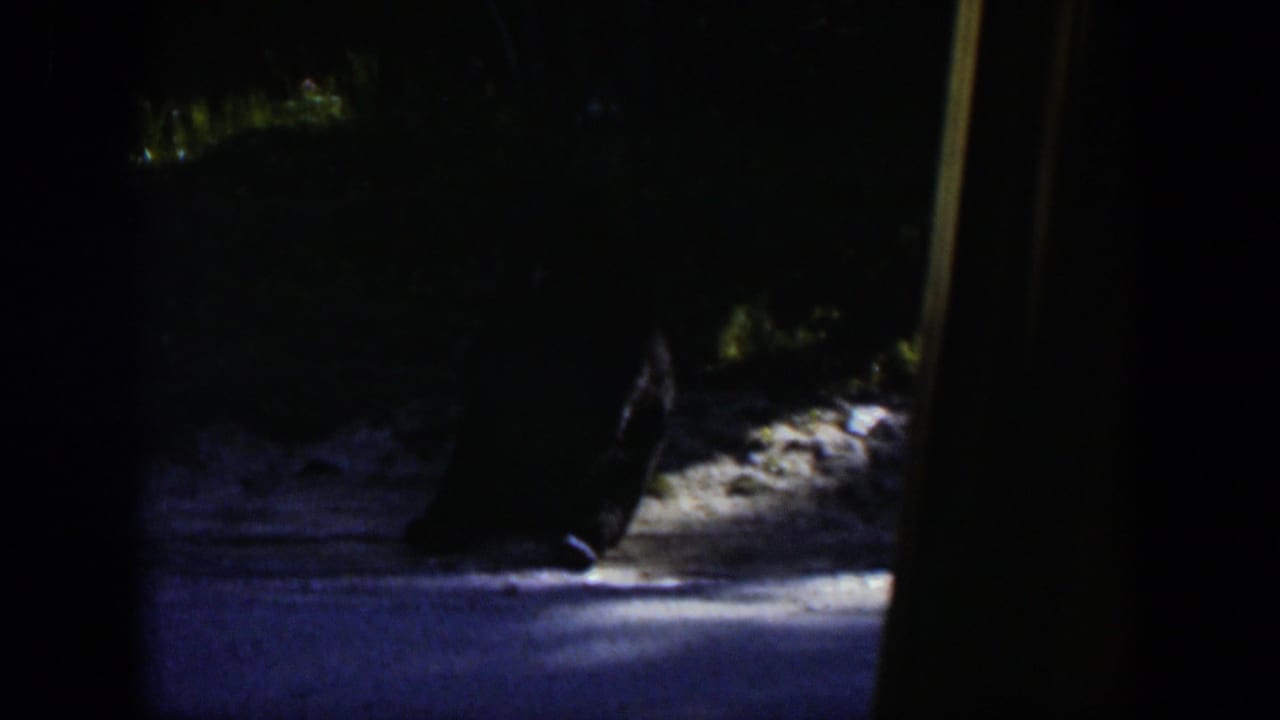 Low-light 8mm frame from Wyoming showing a dark resting shape near a sunlit path or rocky surface, partly blocked by the vehicle frame.