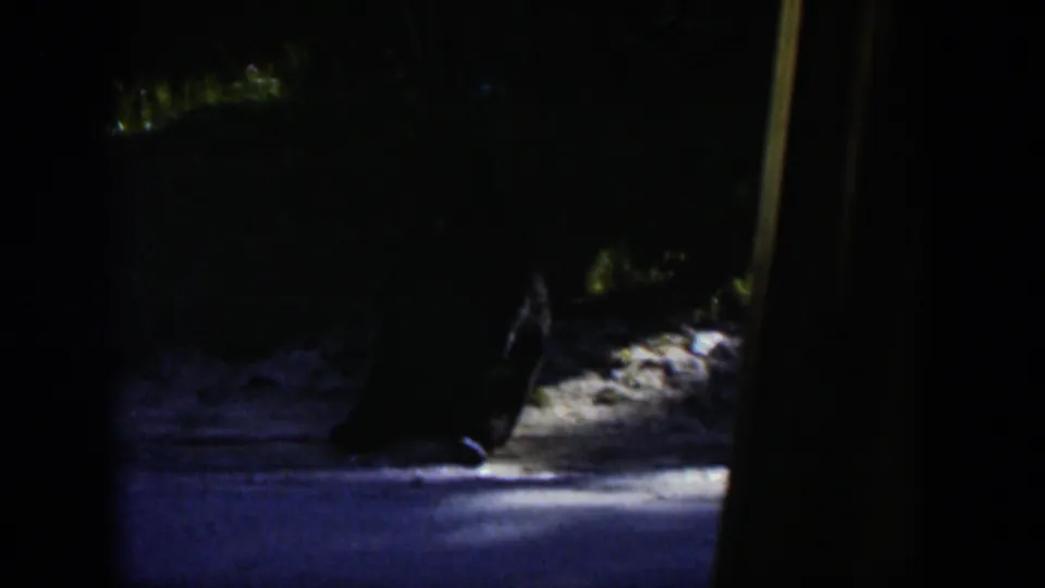 Low-light 8mm frame from Wyoming showing a dark resting shape near a sunlit path or rocky surface, partly blocked by the vehicle frame.