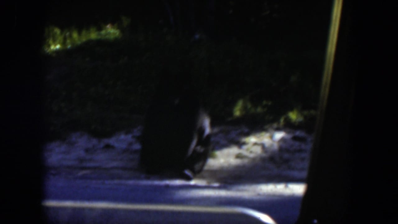 Black bear near snow and trees, seen through a dark vehicle-window frame.