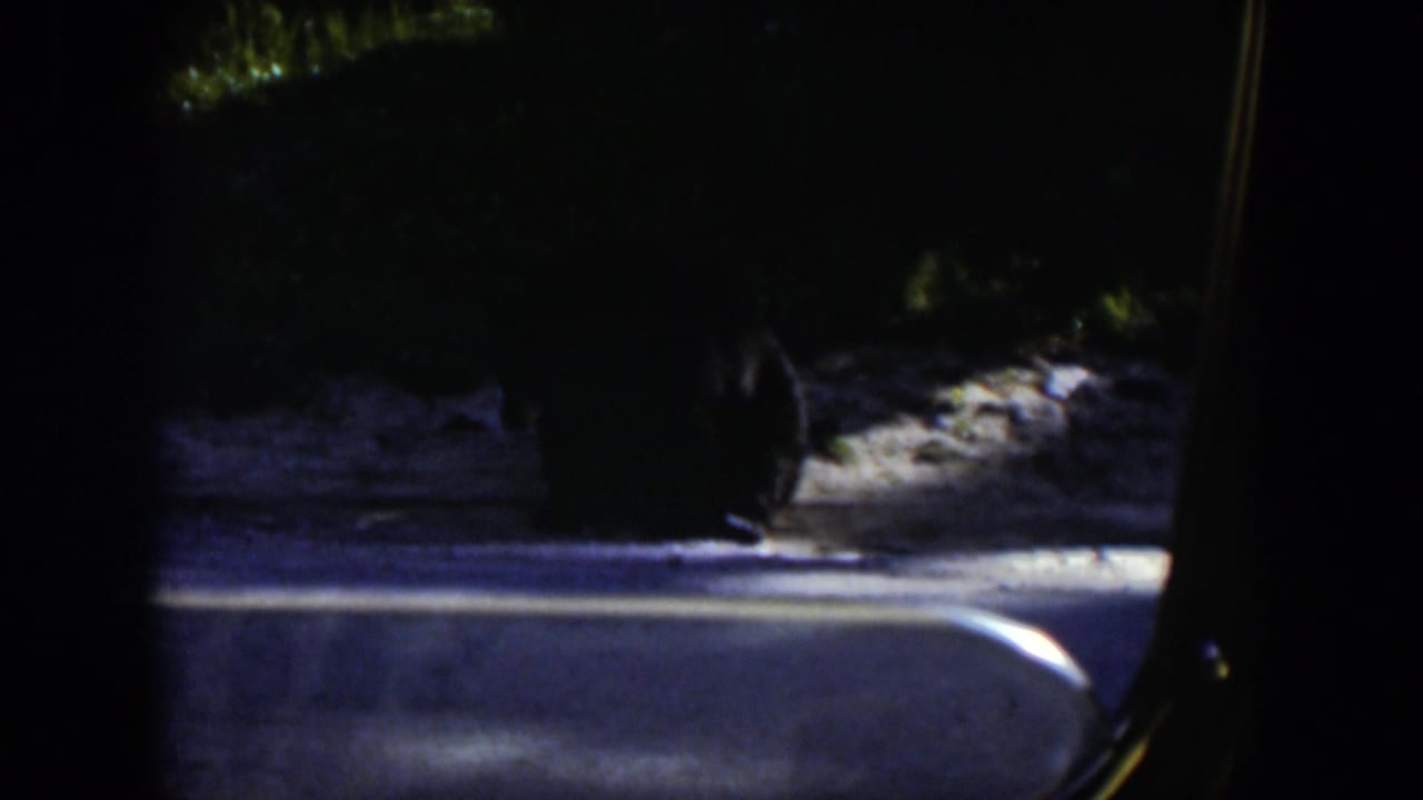 The bear remains near a snowy wooded edge in Wyoming, partly obscured by the dark vehicle-window framing.