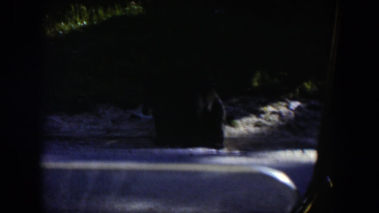 A dark bear form stands near the snowy roadside in the 1951 Wyoming home movie, with strong shadows and soft 8mm detail.