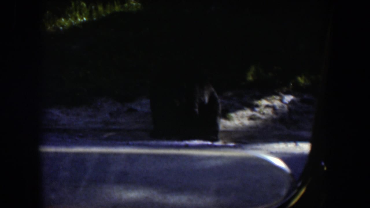 The bear stays near the snowy wooded edge in Wyoming, with the vehicle window and 8mm exposure shaping the view.