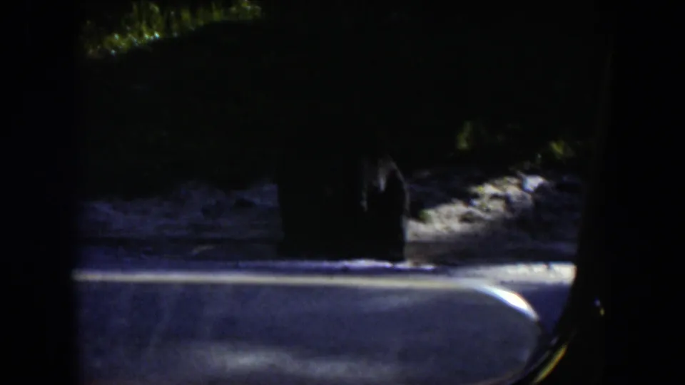 The bear stays near the snowy wooded edge in Wyoming, with the vehicle window and 8mm exposure shaping the view.