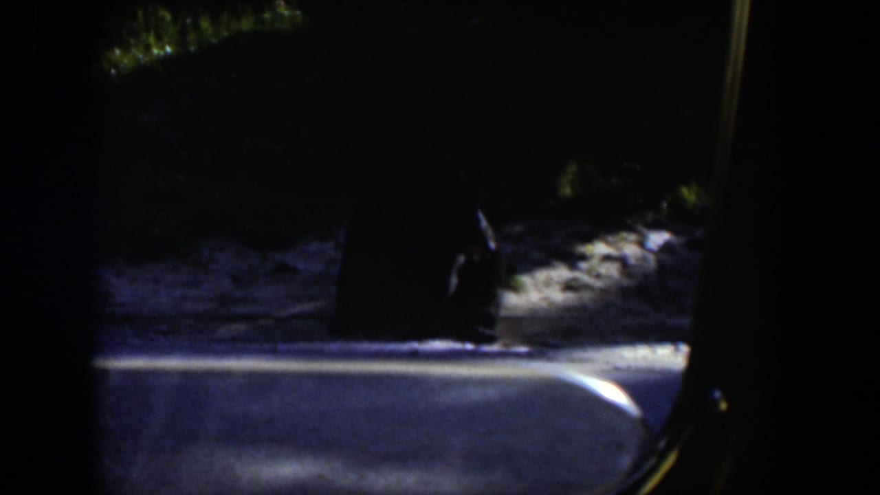 Dark animal near a sunlit wooded road seen through vehicle framing.