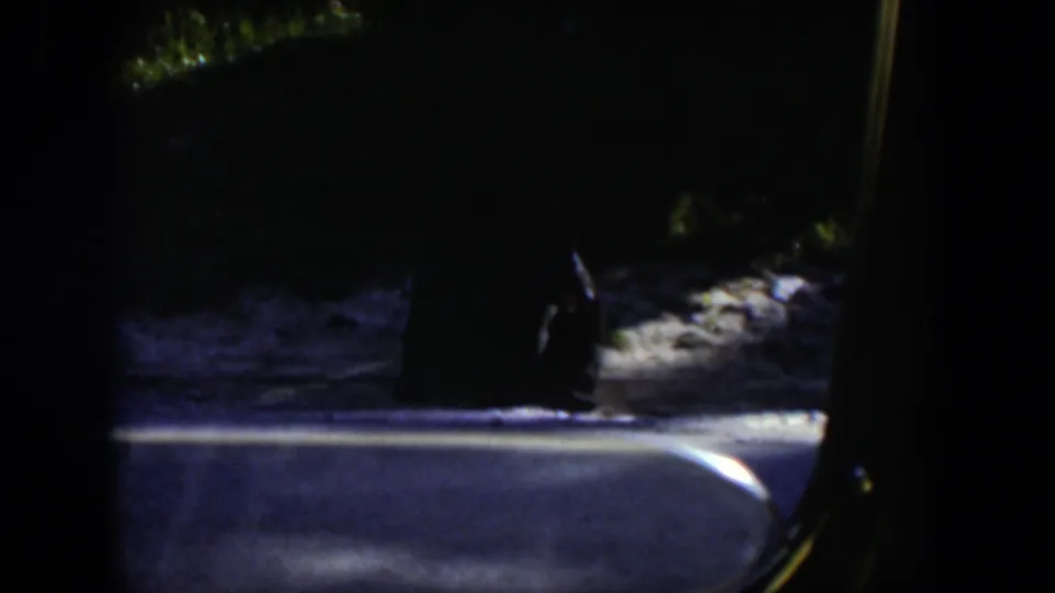 1951 Wyoming 8mm frame showing a dark animal shape beside a paved forest road, viewed from a vehicle in deep shadow.