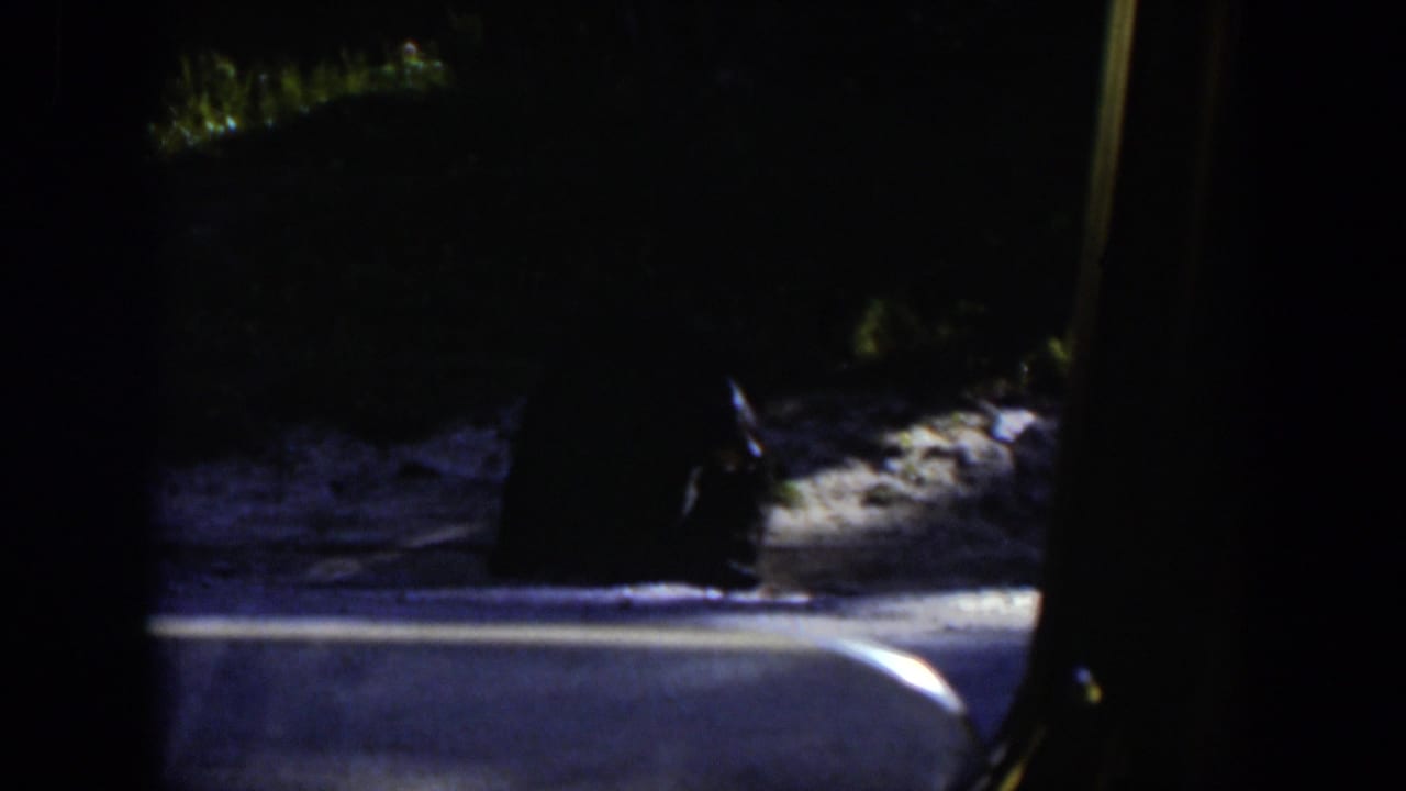 A dark animal appears near the roadside in 1951 Wyoming travel footage, partly obscured by vehicle framing and contrast.