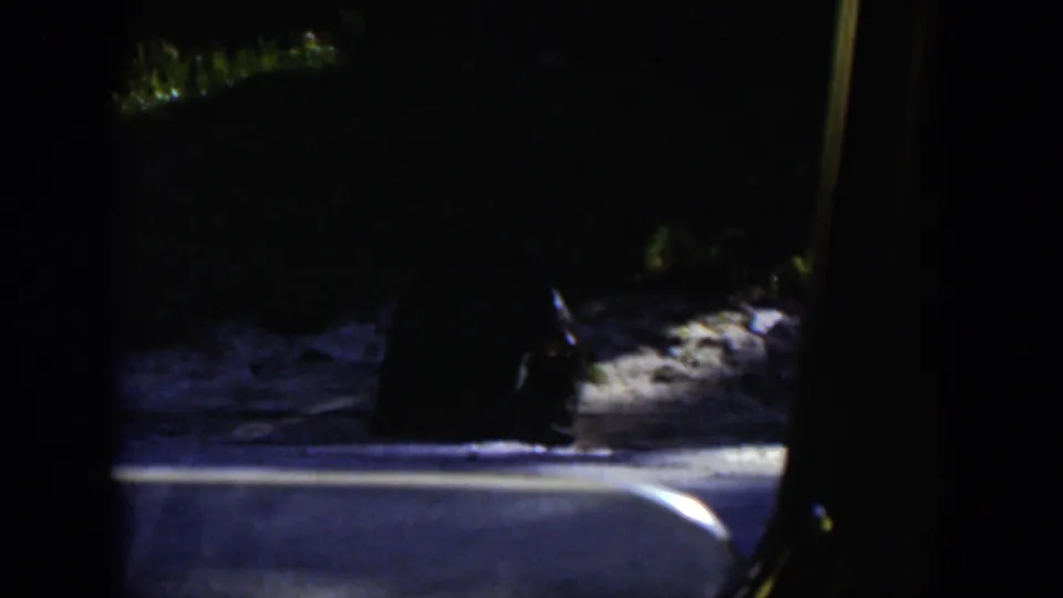 A dark animal appears near the roadside in 1951 Wyoming travel footage, partly obscured by vehicle framing and contrast.