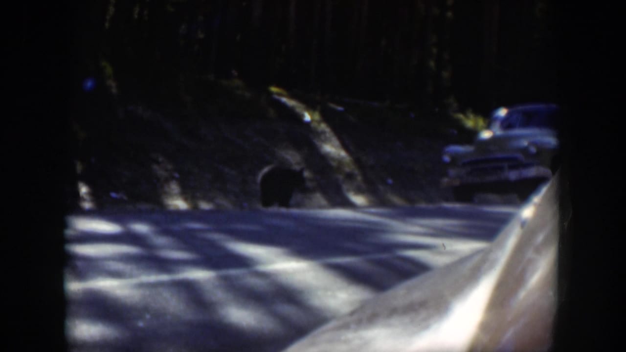 A rounded 1950s car is visible on a forest road in Wyoming as dark animals or animal shapes appear near the roadway.