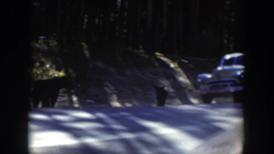 The final frame shows a light-colored 1950s automobile on a wooded Wyoming road with dark animal forms near the roadside.