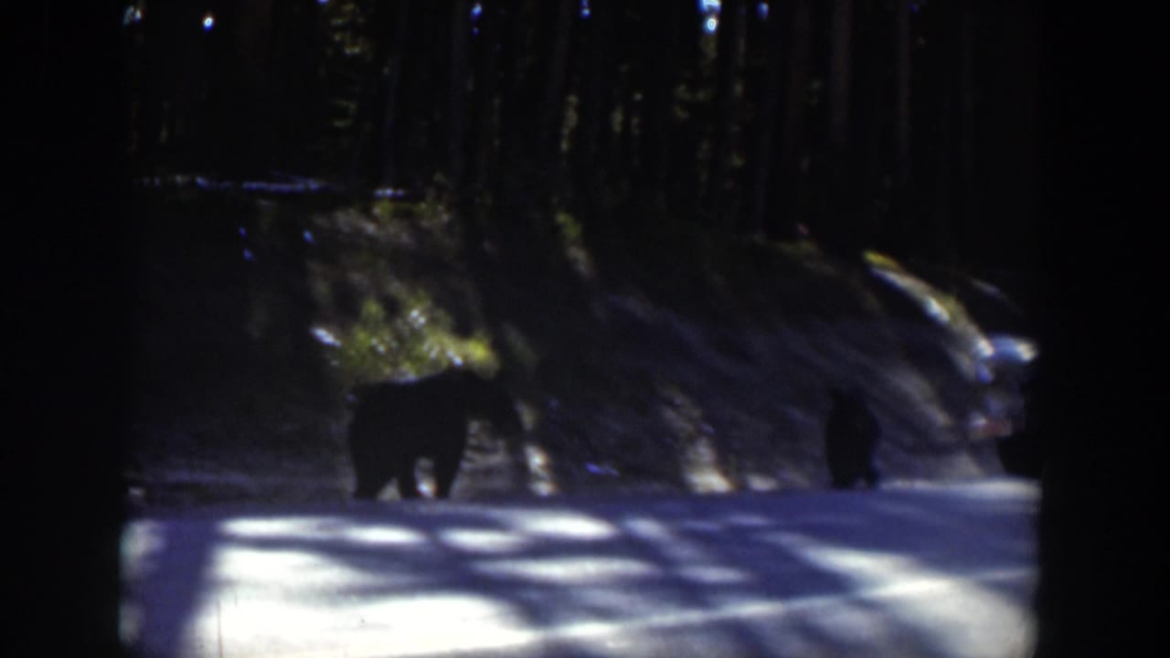 1951 Wyoming home-movie frame showing two black bears walking on a paved forest road in dappled sunlight.