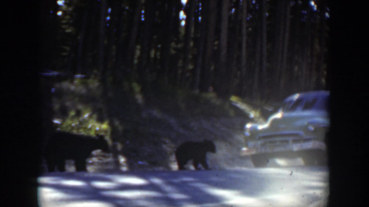 1951 Wyoming frame with black bears crossing or walking near a light-colored car on a wooded road.