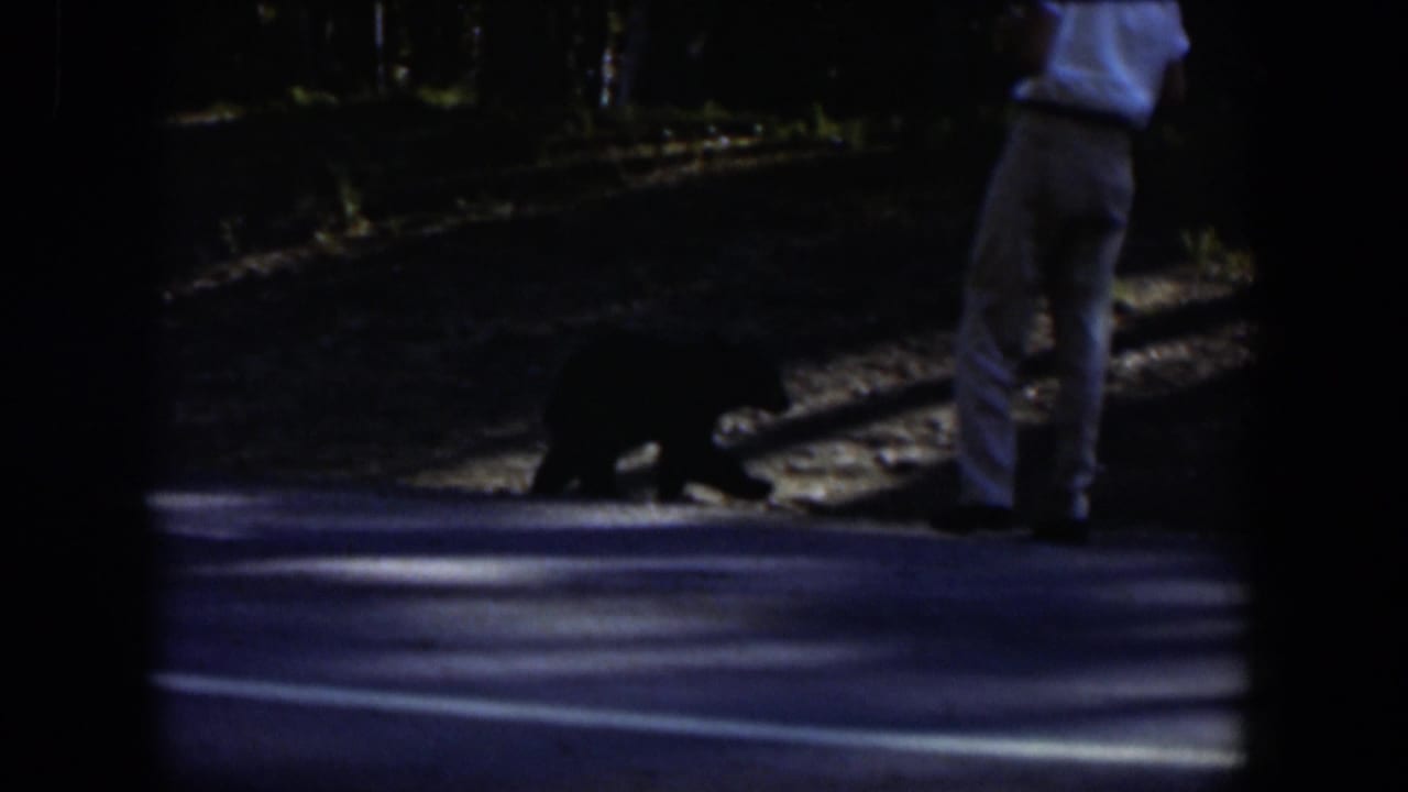 1951 Wyoming home-movie frame showing a man in pale clothing standing close to a black bear beside the road.