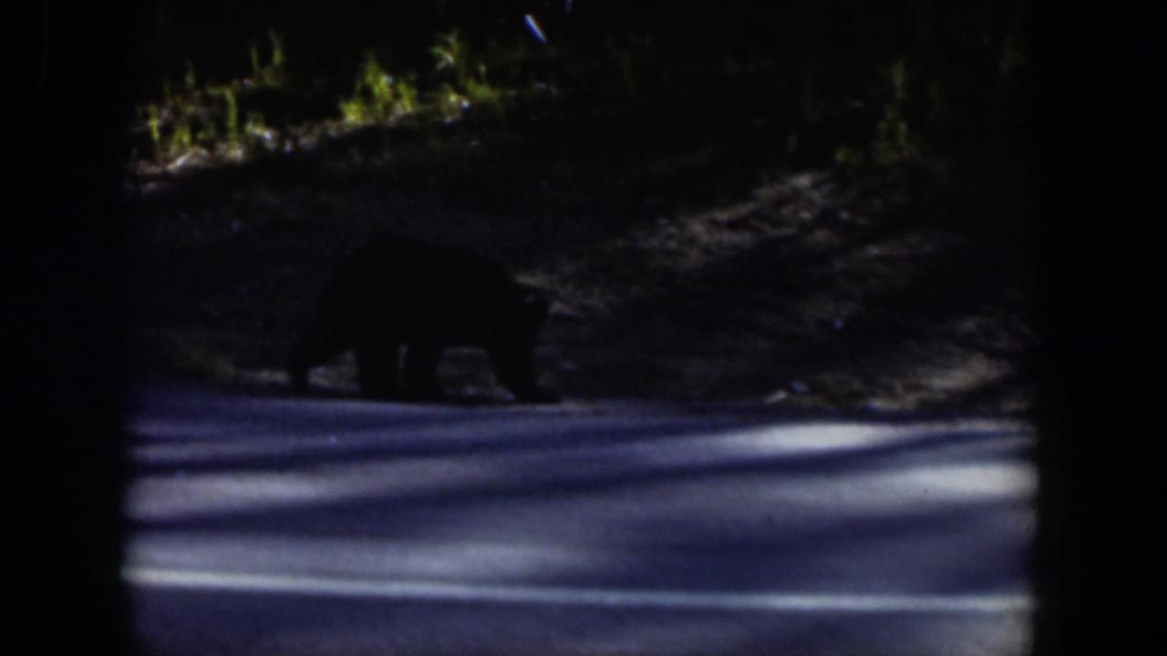 1951 Wyoming frame showing a black bear near the edge of a paved road under dark forest shade.
