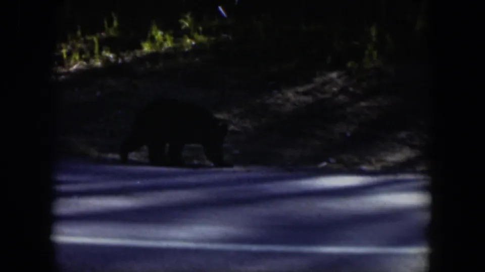 1951 Wyoming frame showing a black bear near the edge of a paved road under dark forest shade.