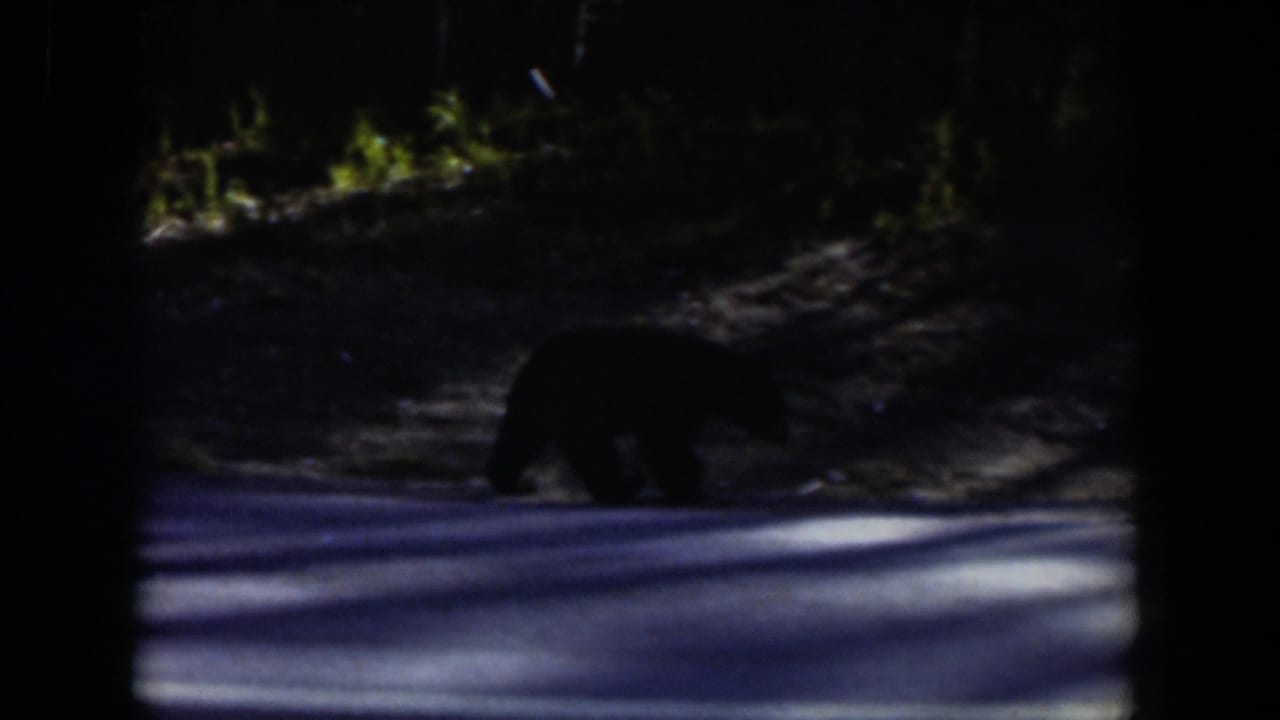 A black bear walks across a sunlit and shaded Wyoming forest road in 1951 home-movie footage.