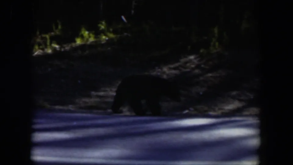 A black bear walks across a sunlit and shaded Wyoming forest road in 1951 home-movie footage.