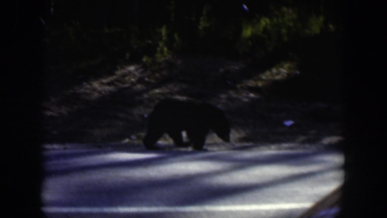 The bear continues across the forest road, silhouetted against pale pavement and dark roadside trees.