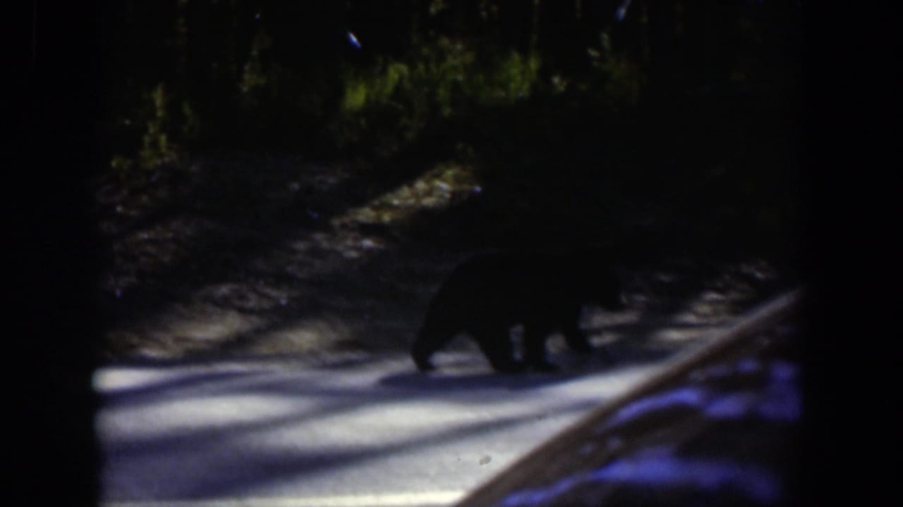 A dark bear silhouette crosses the shaded road while a nearby vehicle edge enters the frame.
