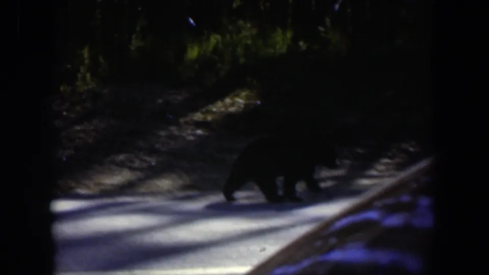 A dark bear silhouette crosses the shaded road while a nearby vehicle edge enters the frame.