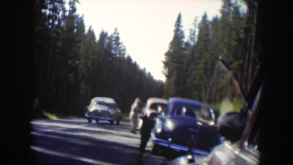 Classic cars and distant people pause on a Wyoming forest road during the bear encounter in 1951 footage.