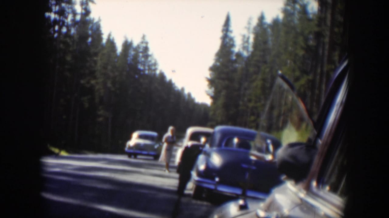 Cars stopped on a forest road as people stand near a bear at the roadside.