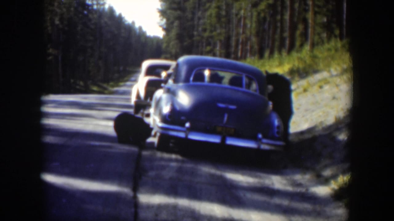Two mid-century cars line a shaded Wyoming forest road, with the blue sedan closest and a lighter vehicle ahead.