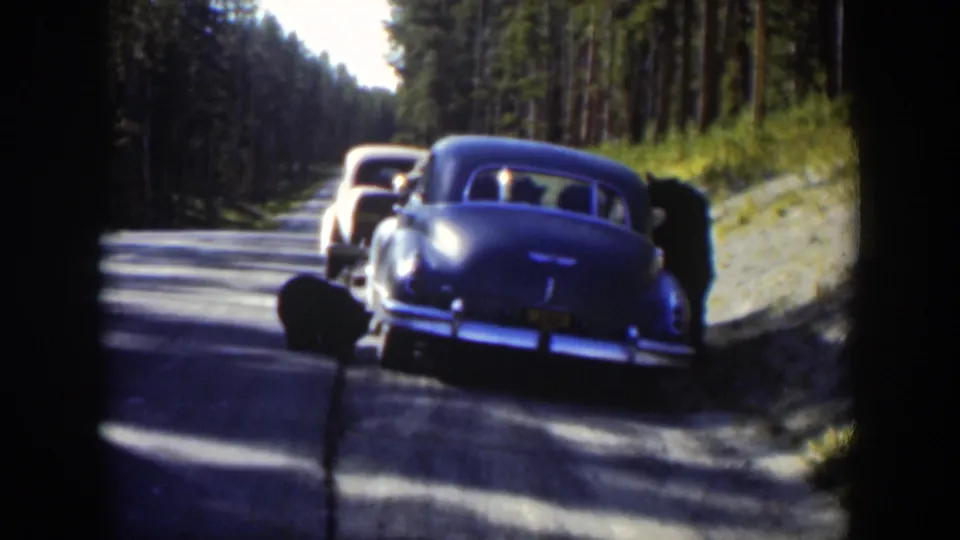 Two mid-century cars line a shaded Wyoming forest road, with the blue sedan closest and a lighter vehicle ahead.