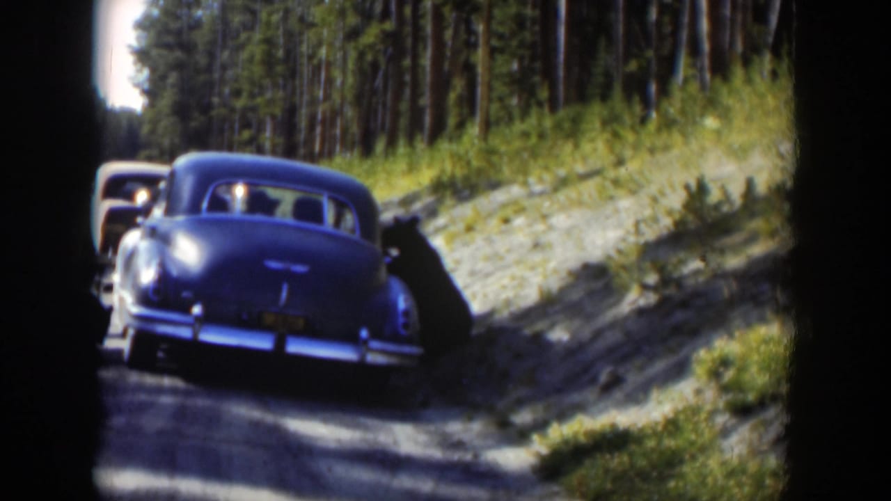 Black bear beside a blue 1950s sedan on a forest road.