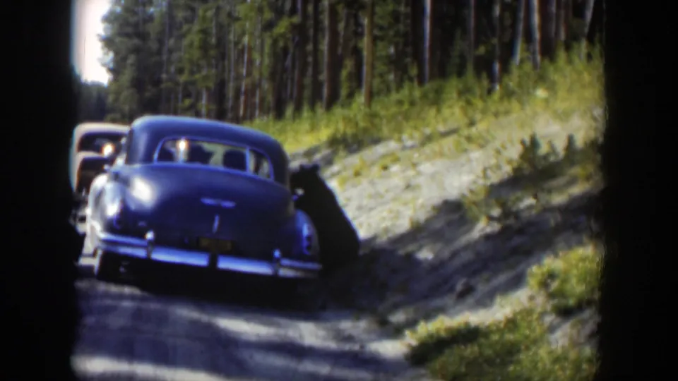 1951 Wyoming 8mm frame showing a black bear near the passenger side of a blue sedan on a wooded road.