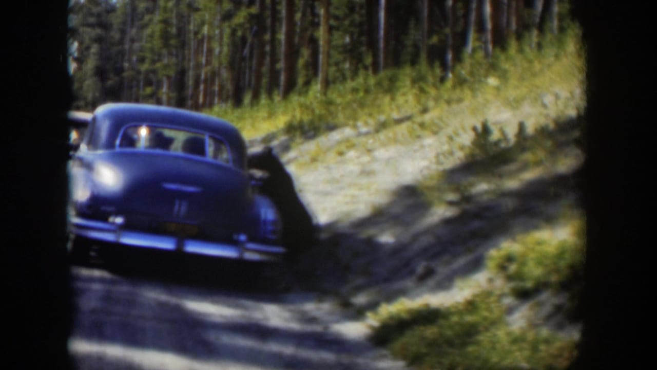 The blue sedan remains near the black bear on a forest road, with trees and a sandy shoulder visible.