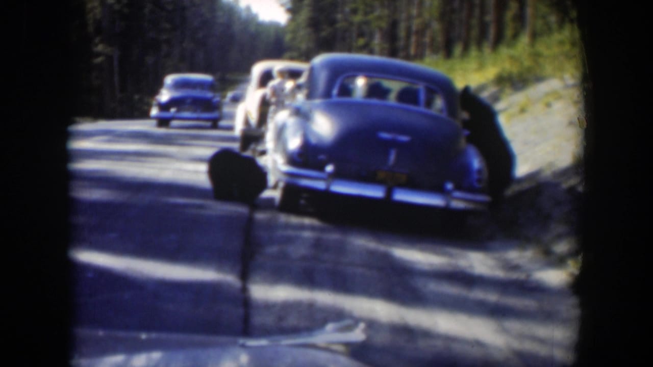 A line of 1950s cars on a Wyoming forest road passes close to a black bear near the shoulder.