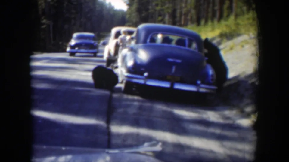 A line of 1950s cars on a Wyoming forest road passes close to a black bear near the shoulder.