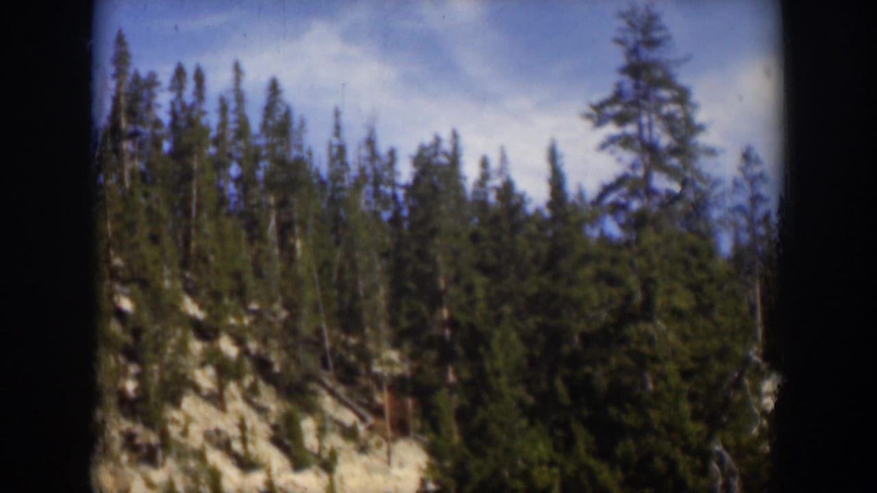 1951 Wyoming 8mm frame with a dense stand of evergreens on a mountain hillside beneath bright clouds.
