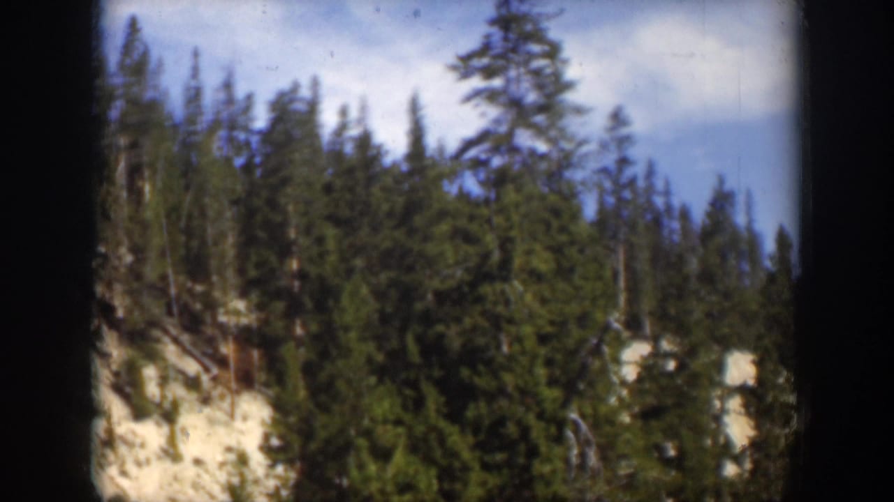 1951 Wyoming 8mm frame showing dense evergreen trees on a light rocky slope under blue sky with visible film-gate borders.
