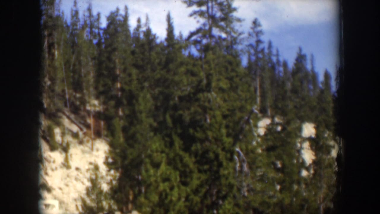 1951 Wyoming 8mm view of a forested hillside, with evergreen trees and light exposed rock visible through soft home-movie focus.