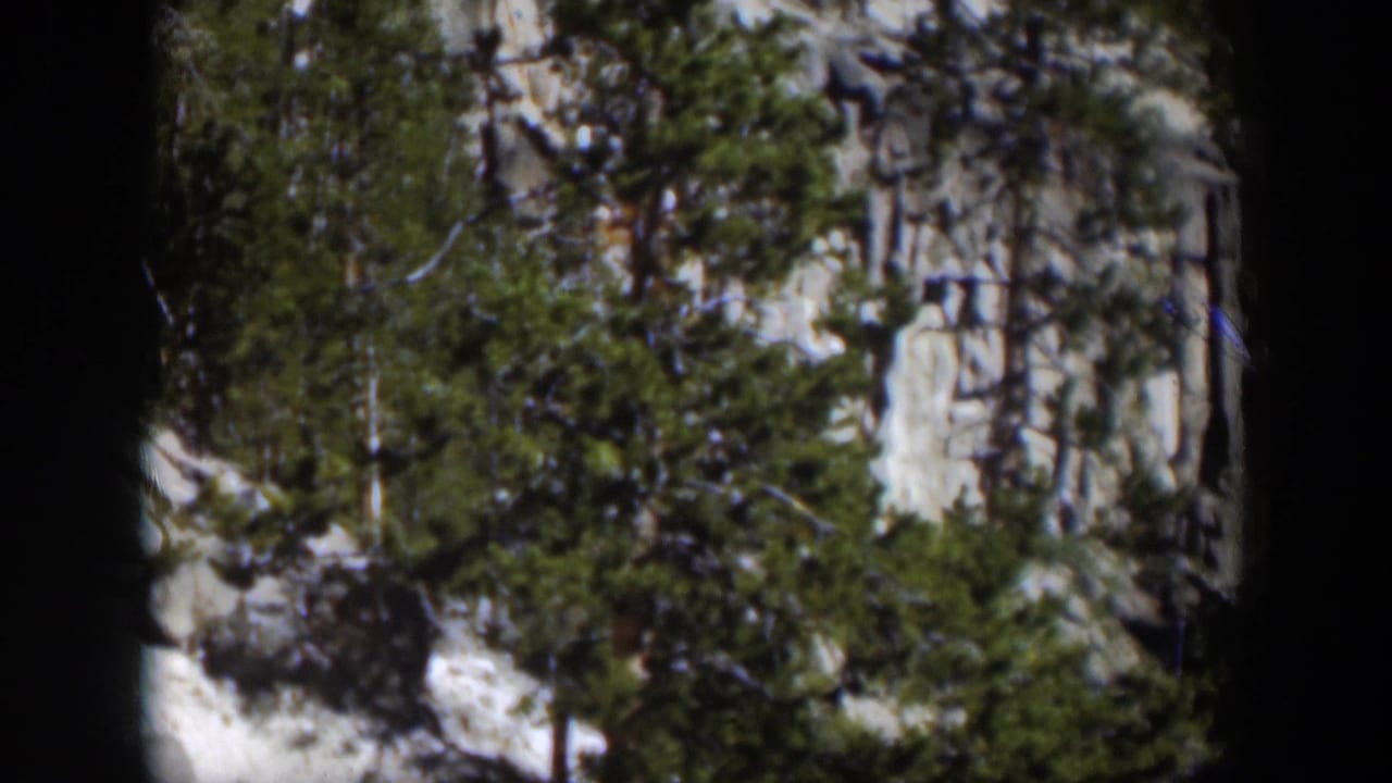 1951 Wyoming 8mm frame with dense evergreen trees, pale vertical rock, snow patches, and shadowed terrain on a mountain slope.