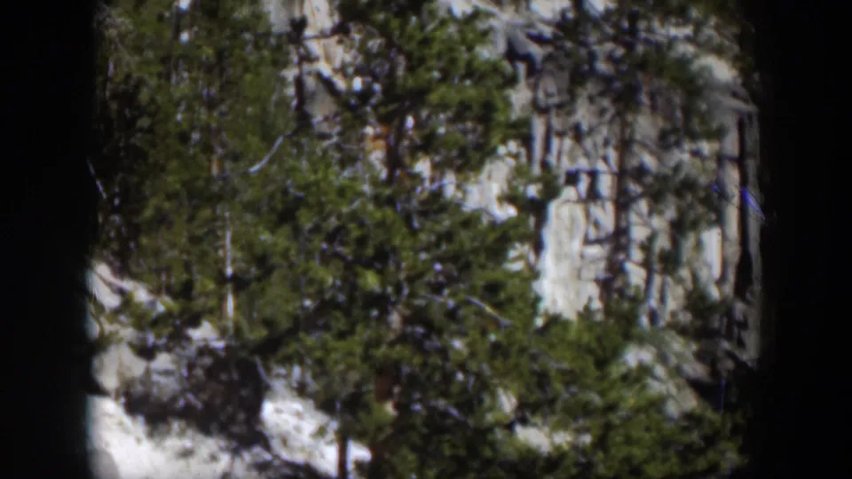 1951 Wyoming 8mm frame with dense evergreen trees, pale vertical rock, snow patches, and shadowed terrain on a mountain slope.