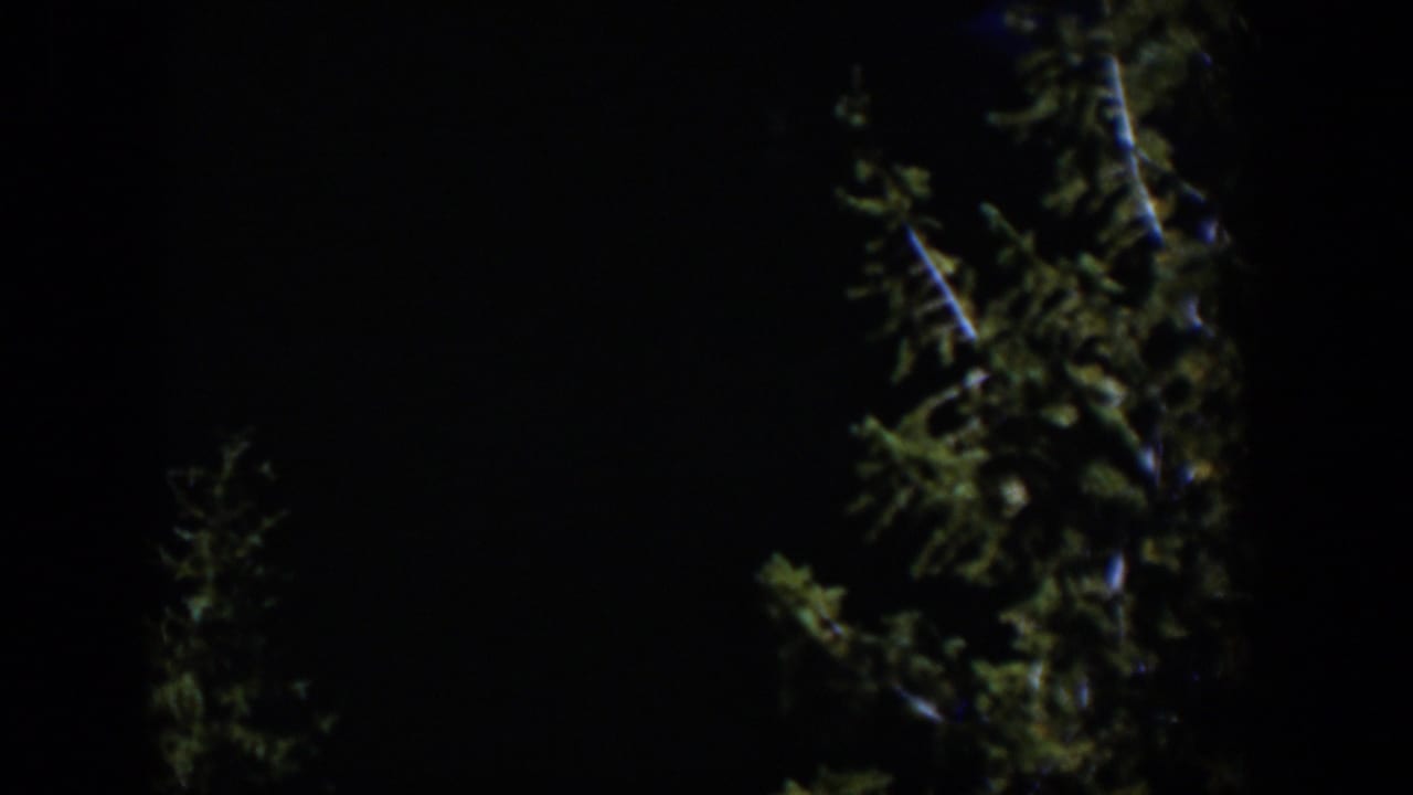 1951 Wyoming 8mm frame with evergreen silhouettes, a pale branch highlight, and dark nighttime surroundings.