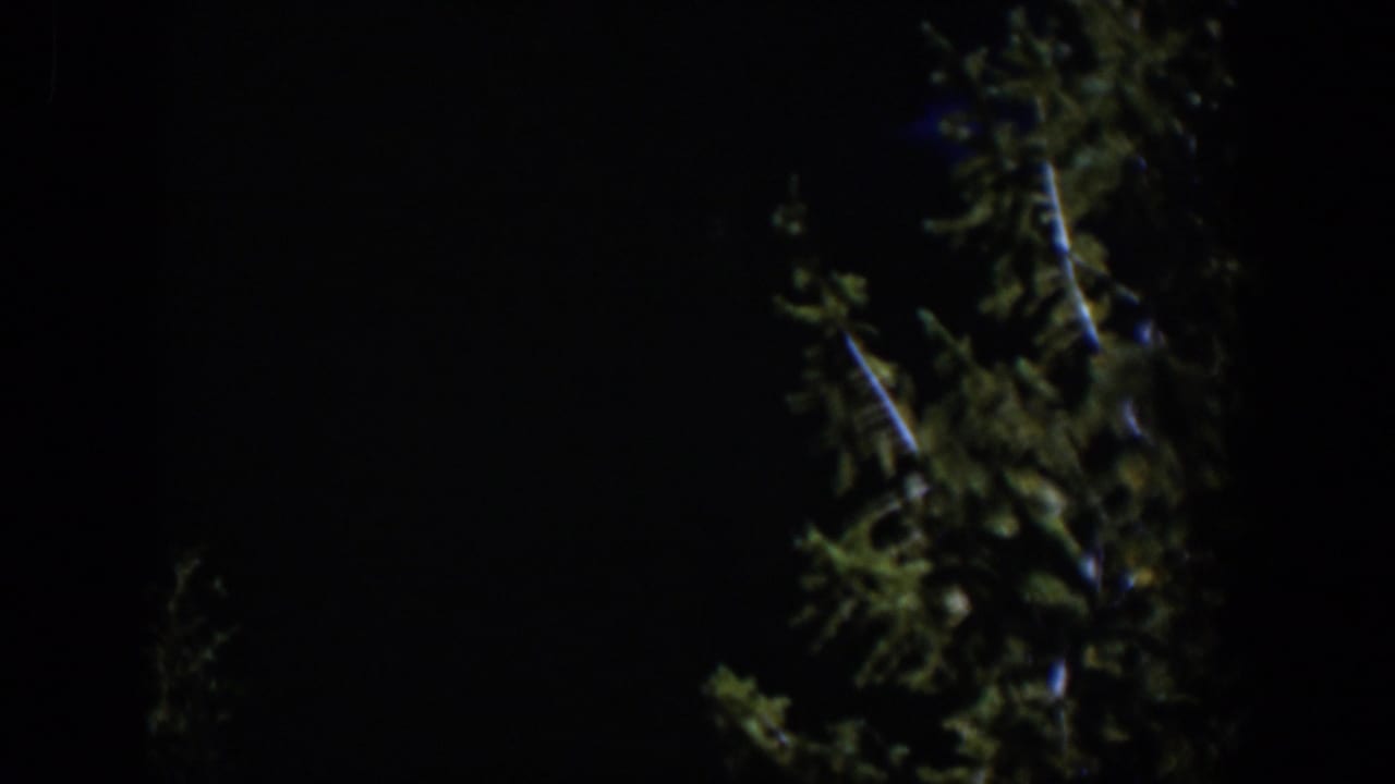 1951 Wyoming 8mm frame showing the upper foliage of an evergreen tree against a very dark night sky.