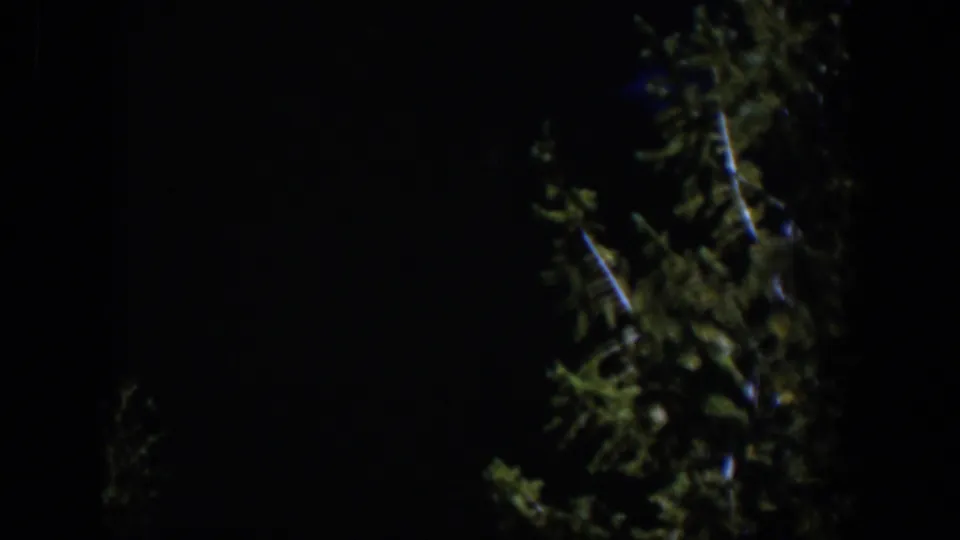1951 Wyoming 8mm frame showing the upper foliage of an evergreen tree against a very dark night sky.