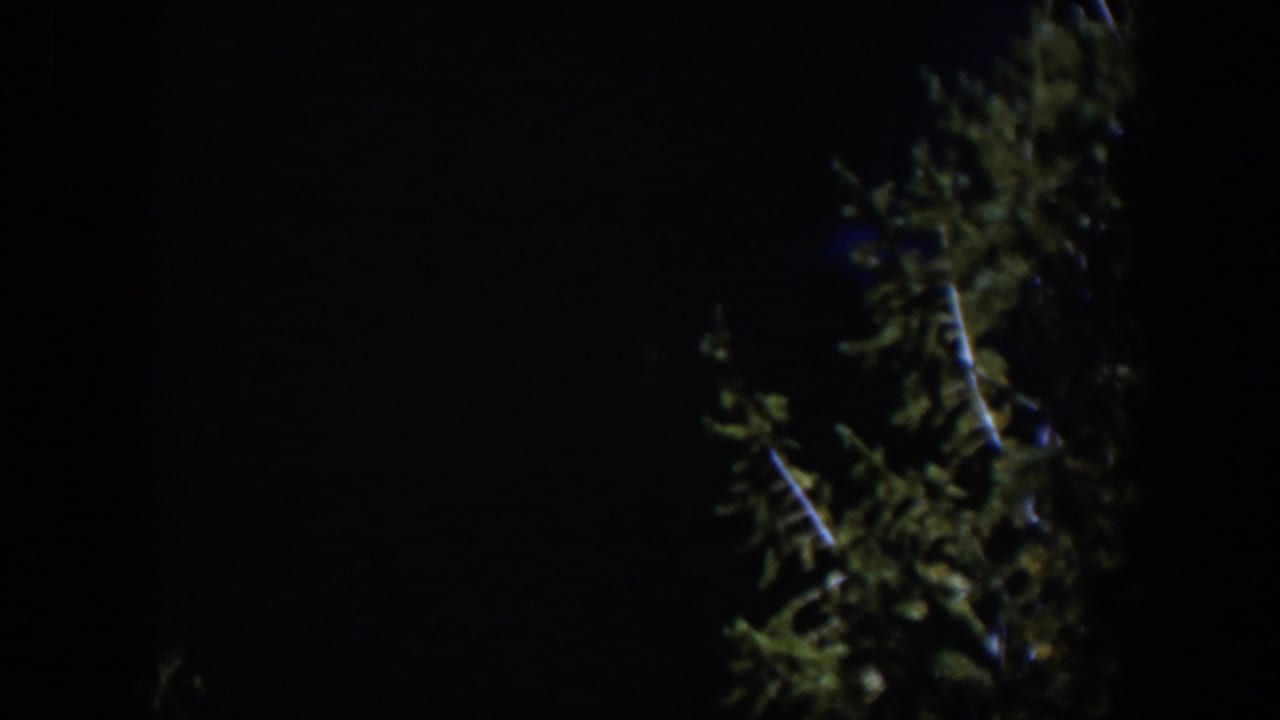 1951 Wyoming 8mm frame with evergreen branches along the right side and a mostly black sky filling the view.