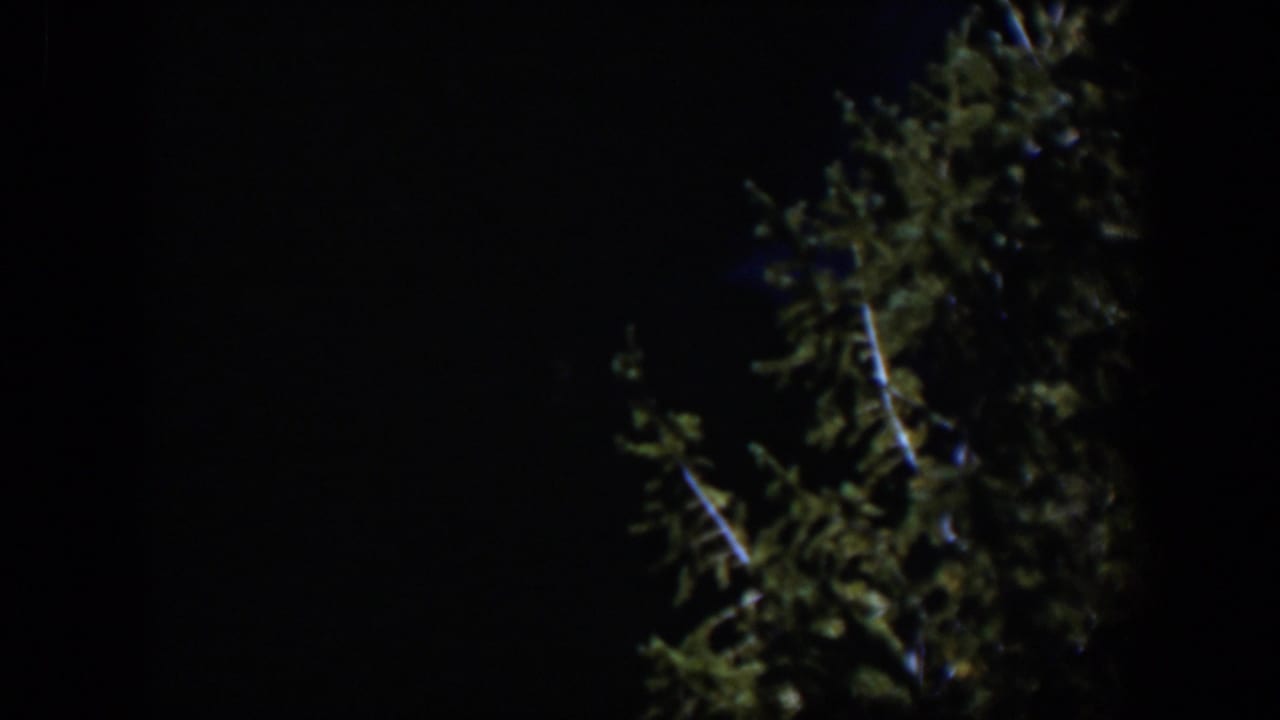 1951 Wyoming 8mm frame showing softly focused evergreen foliage with faint branch highlights against darkness.