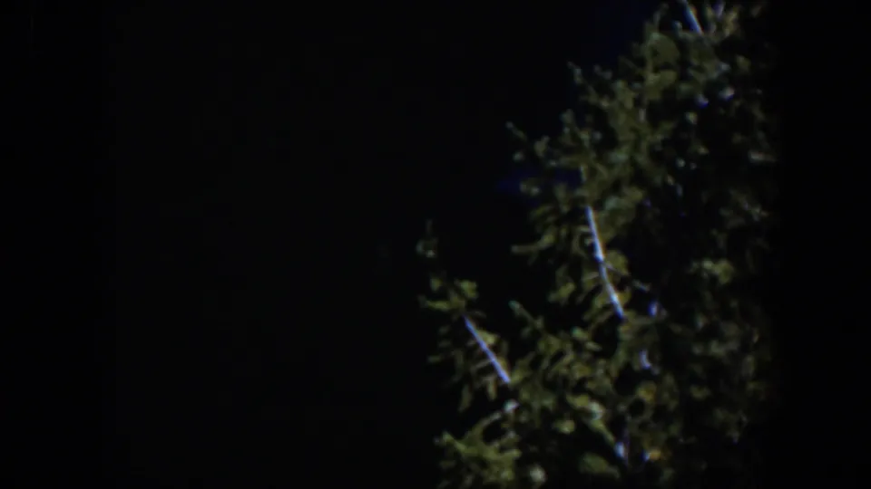 1951 Wyoming 8mm frame showing softly focused evergreen foliage with faint branch highlights against darkness.