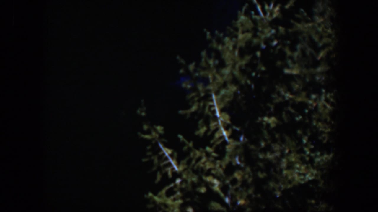 1951 Wyoming 8mm frame with the top of an evergreen tree silhouetted and faintly colored against a black night sky.