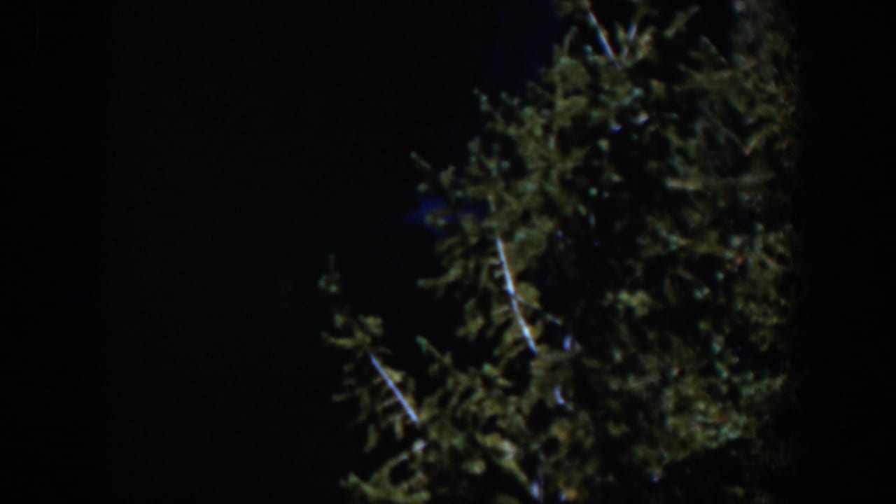 Illuminated tree foliage against a dark night sky.