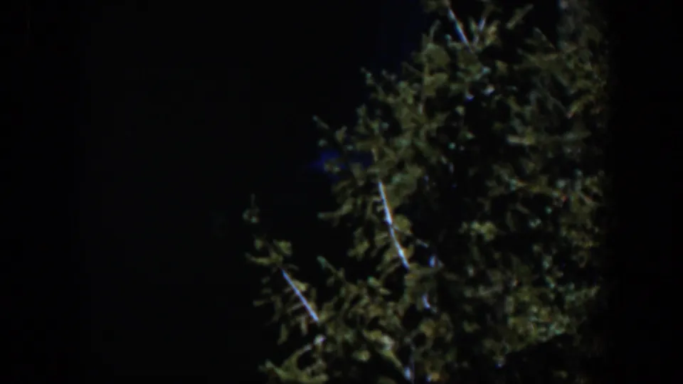 1951 Wyoming 8mm frame showing lit tree branches and dense foliage against a nearly black night sky.