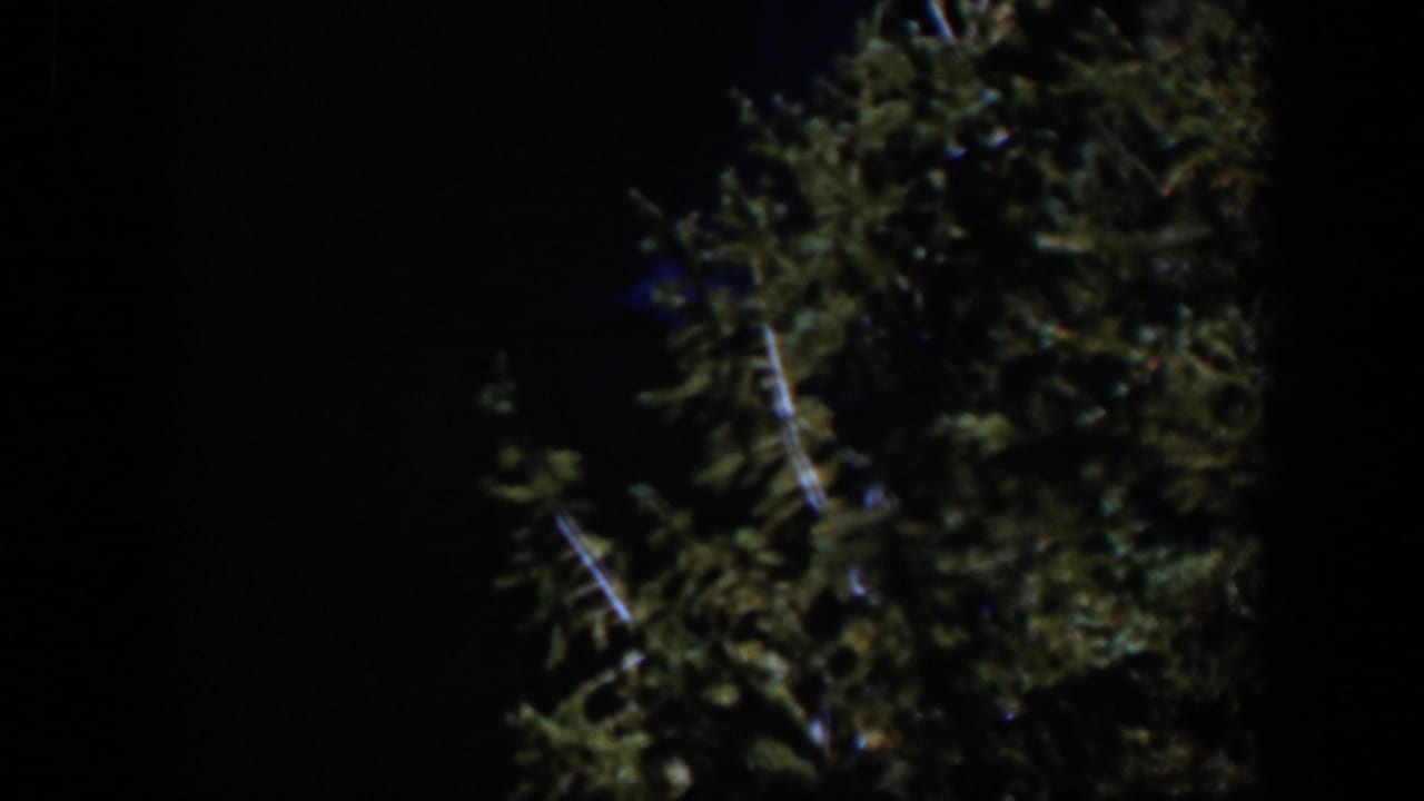 1951 Wyoming 8mm frame with evergreen-like foliage and a vertical tree trunk edge visible in darkness.