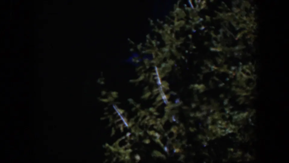 1951 Wyoming 8mm frame with evergreen-like foliage and a vertical tree trunk edge visible in darkness.