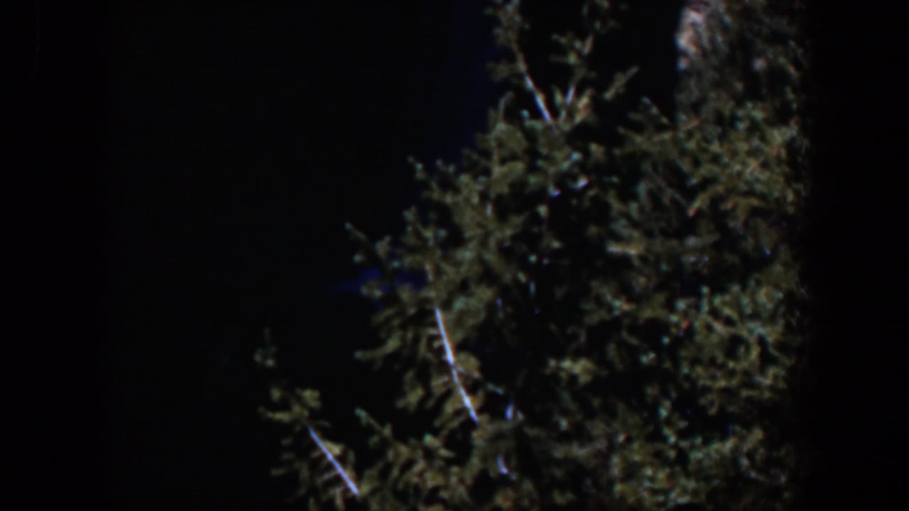 1951 Wyoming 8mm frame showing a dim cluster of tree branches and leaves against a black sky.
