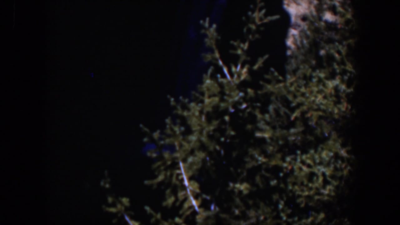 1951 Wyoming 8mm frame showing dark tree foliage, pale branches, and a trunk edge under low light.